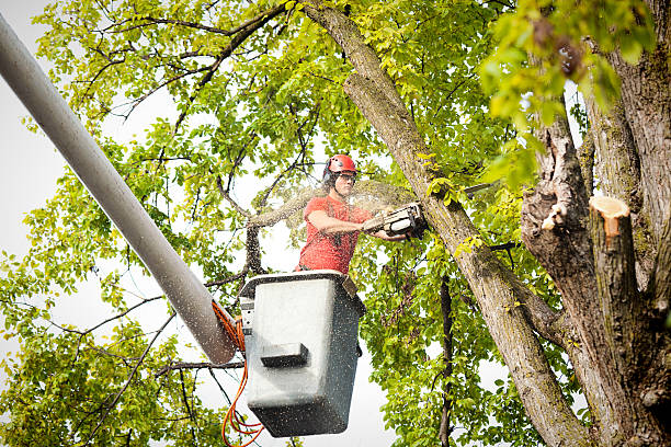 Best Tree Removal Contractors  in USA